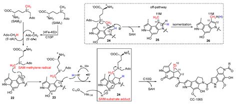 Biosynthesis of DNA-Alkylating Antitumor Natural Products