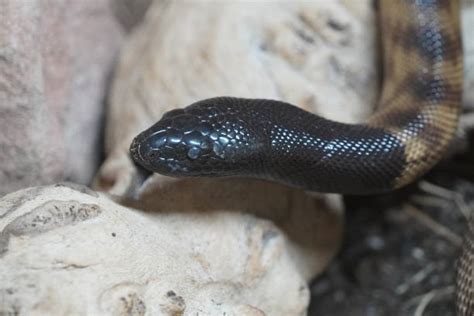 Image result for Black Python Snake
