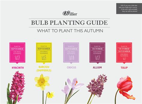 Spring Bulb Planting Guide 的图像结果