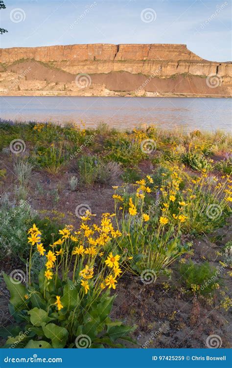 Banks Lake Steamboat Rock Eastern Washington Wildflowers Rocky Ridge ...