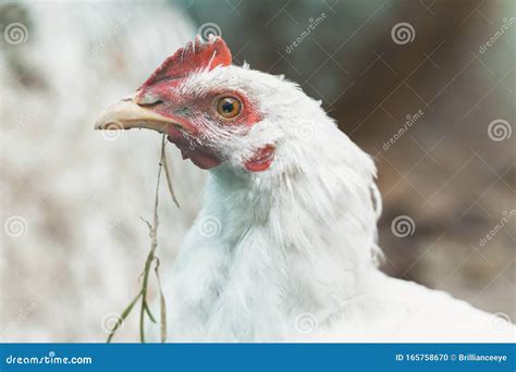 Young Curious Cockerel Eating Blades of Grass Stock Photo - Image of ...