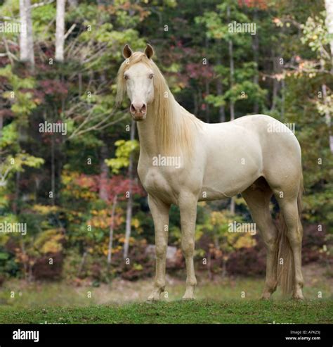 Rocky mountain horse hi-res stock photography and images - Alamy