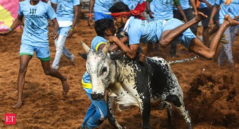 What is Jallikattu? - Jallikattu: A contested sport injures dozens ...