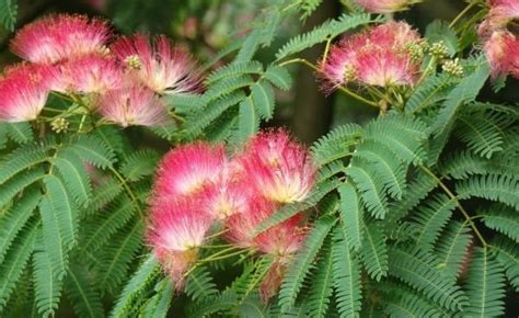 Golden Bloom Live Plants Nursery Garden Albizia saman, Rain Tree ...