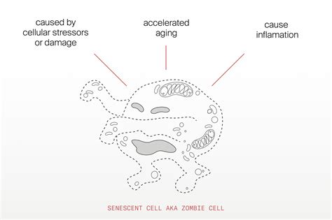How to get rid of zombie cells for longevity - Timeline