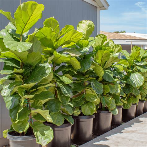 Fiddle Leaf Fig | Evergreen Trees | Moon Valley Nurseries