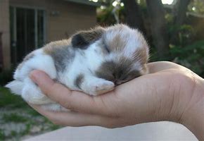 Image result for bunny sleeping