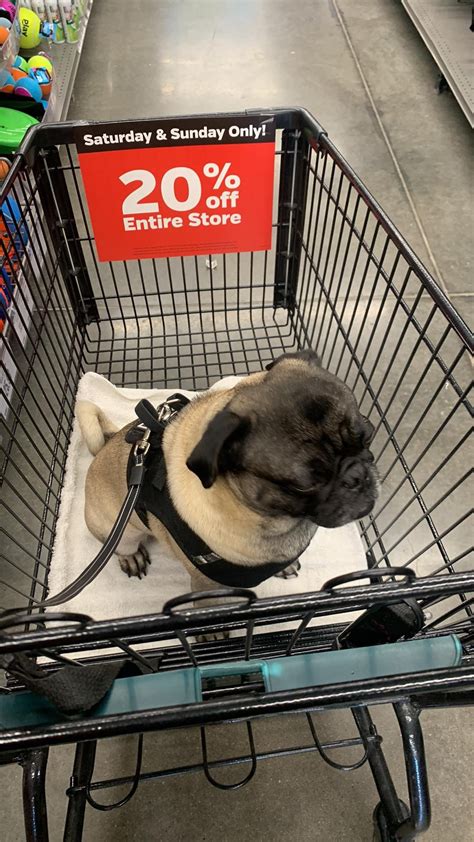 Happy national pug day from Mochi : r/pugs