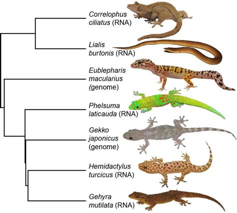 Lizard Phylogenetic Tree at Steven Serpa blog