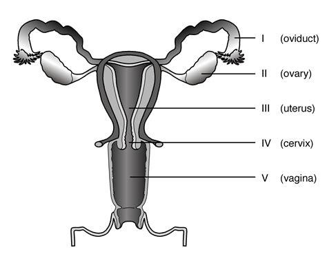 Educational Diagram Of The Male Reproductive System - Education Supplies