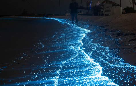 Cocoa beach bioluminescence all you need to know 2024 – Artofit