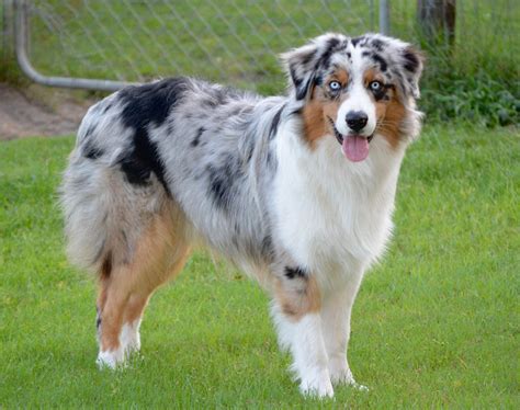 Australian Shepherd (Aussie) Puppies For Sale In Georgia