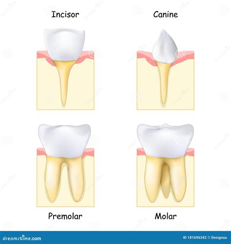 Types of Teeth: from Canine and Incisor To Molar and Premolar Stock Vector - Illustration of ...