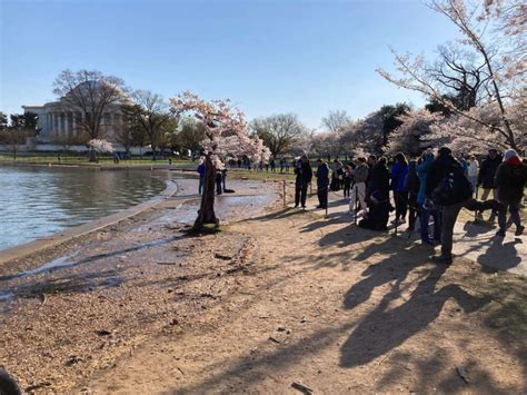 Image result for Stumpy Washington DC