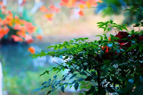 Premium Photo | Close-up of flowering plant