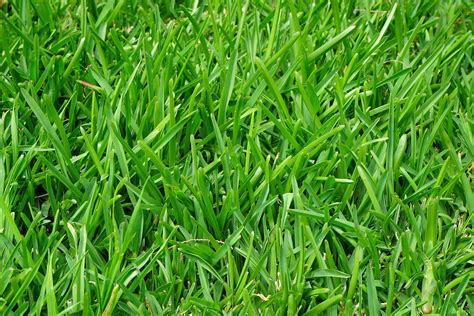Sports Turf Perennial Ryegrass Seed - McKays Grass Seeds