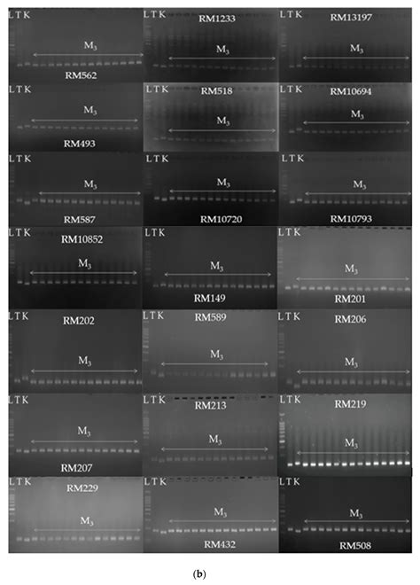 Uniparental Inheritance of Salinity Tolerance and Beneficial ...