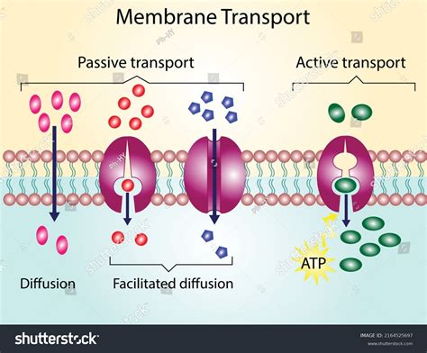 Active Transport Diagram Pearson