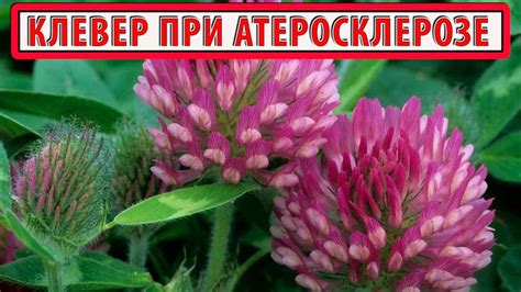 КЛЕВЕР КРАСНЫЙ ЛУГОВОЙ | Полезные свойства | Лечение атеросклероза ...