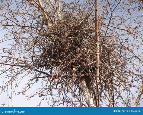 Crow. Nest Crow on the Tree, Eurasian Magpie. Nest of Crows in the Yard. Bare Tree Branches on a ...