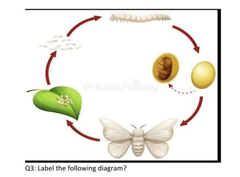 label the following diagram - Brainly.in