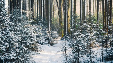 Wallpaper forest, trees, trail, snow, winter, landscape, nature hd ...
