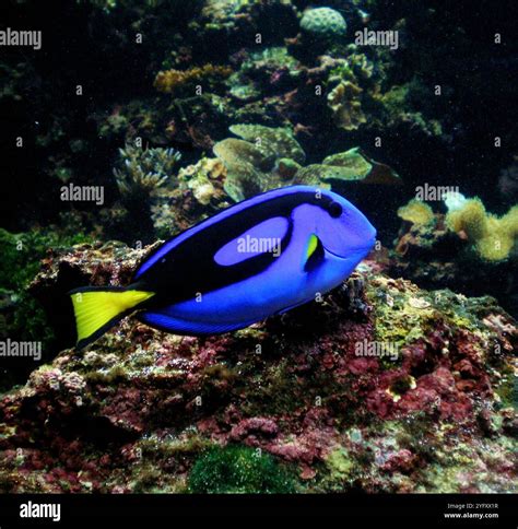 Paracanthurus hepatus is a species of Indo-Pacific surgeonfish. Also ...