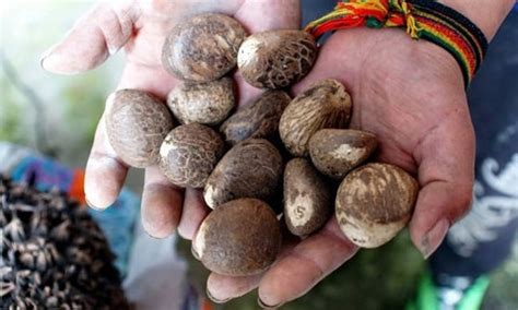 Everything You Need to Know About Tagua