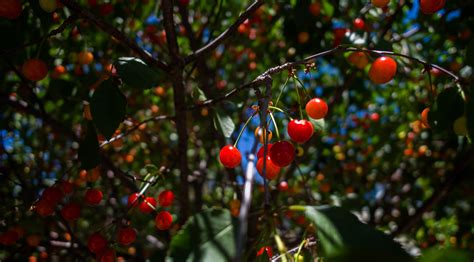 Image result for Zero Waste Japan