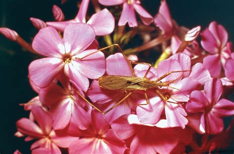 Assassin bug | Description, Scientific Name, Reduviidae, Insect ...