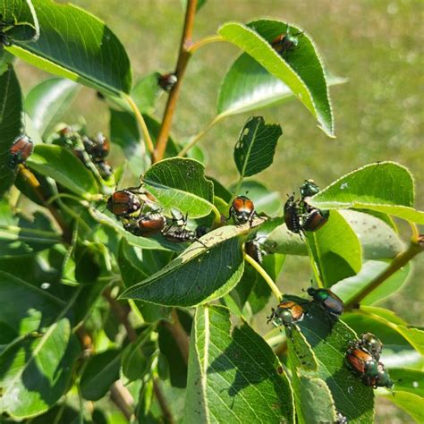 Japanese Beetles How To Control Get Rid Of Japanese