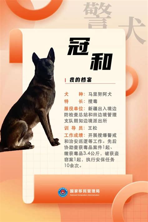 我省3只警犬被评定为国家首批“功勋犬”_澎湃号·政务_澎湃新闻-The Paper