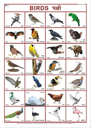 Bird Chart (50 x 70 cm) : Vidya Chitr Prakashan, Nursery Charts: Amazon ...