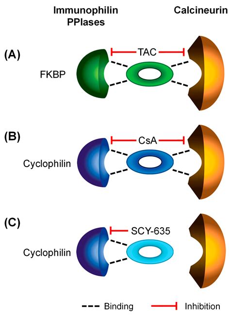 Assessing Trans-Inhibition of OATP1B1 and OATP1B3 by Calcineurin and/or ...