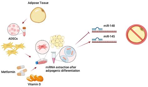 Management of Obesity and Obesity-Related Disorders: From Stem Cells ...