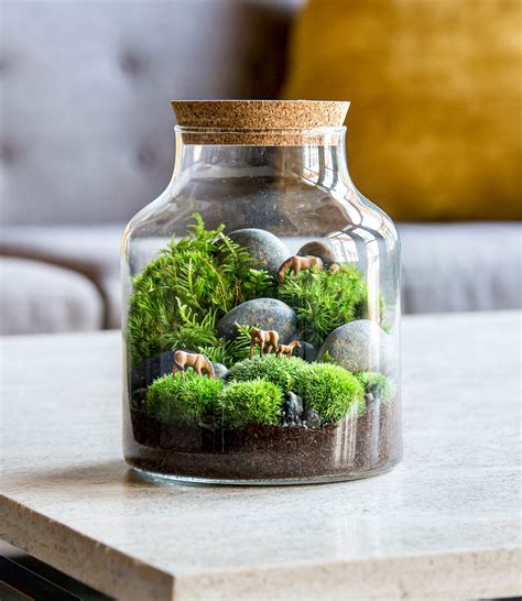 Building A Terrarium Plant
