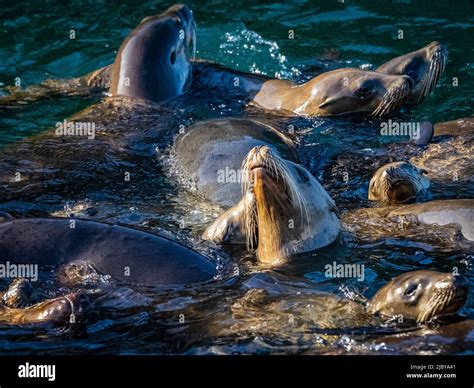 Monterey Sea Lions