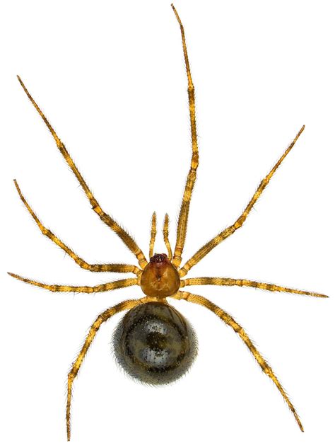 Theridiidae? - BugGuide.Net