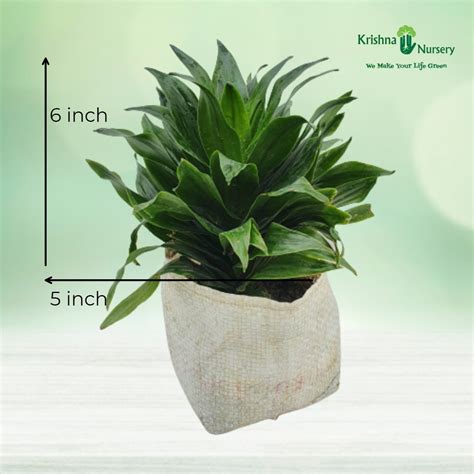 Sansevieria Futura Robusta (Snake Plant)