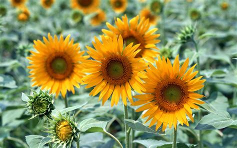 太阳花的花语和象征寓意-藤本月季网