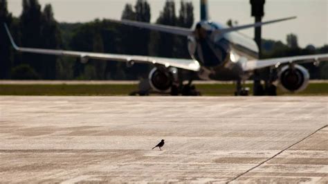 air india plane crash: bird hit vs bird ingestion: why and how are ...