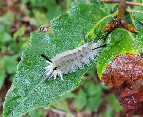 Hickory Tussock Moth Caterpillar? : r/whatisthisbug