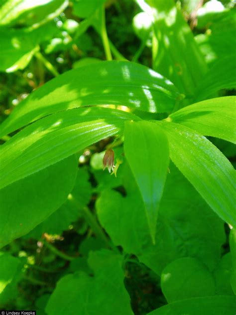 USDA Plants Database