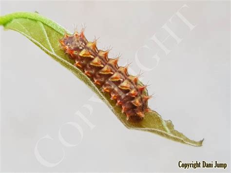 Image result for Butterfly Larvae
