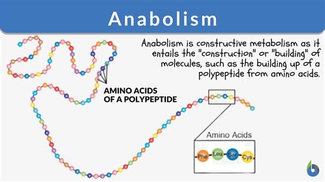 Anabolism - Definition and Examples - Biology Online Dictionary