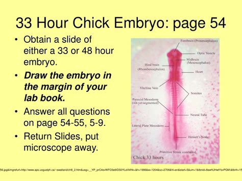 Chick Embryo Development 的图像结果
