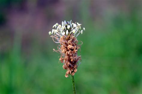 Free Images : nature, field, meadow, prairie, leaf, flower, summer, green, botany, garden, flora ...