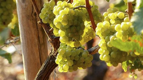 Angelica Flavor Profile