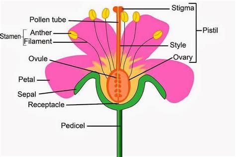 Flower with its sexual reproductive organs. Sketch the labeled diagrams ...