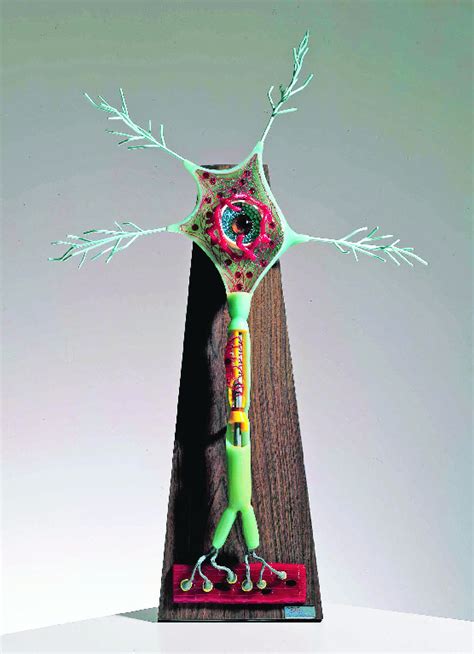 Image result for Upper Motor Neuron Model